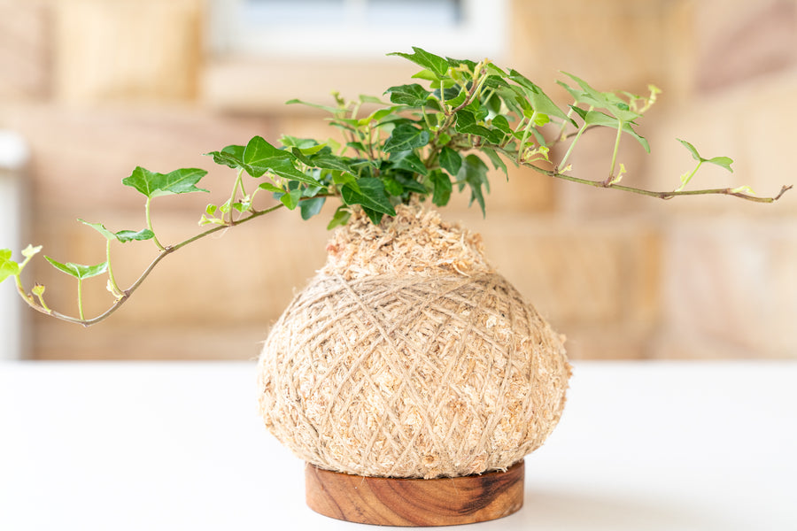 What is a Kokedama?